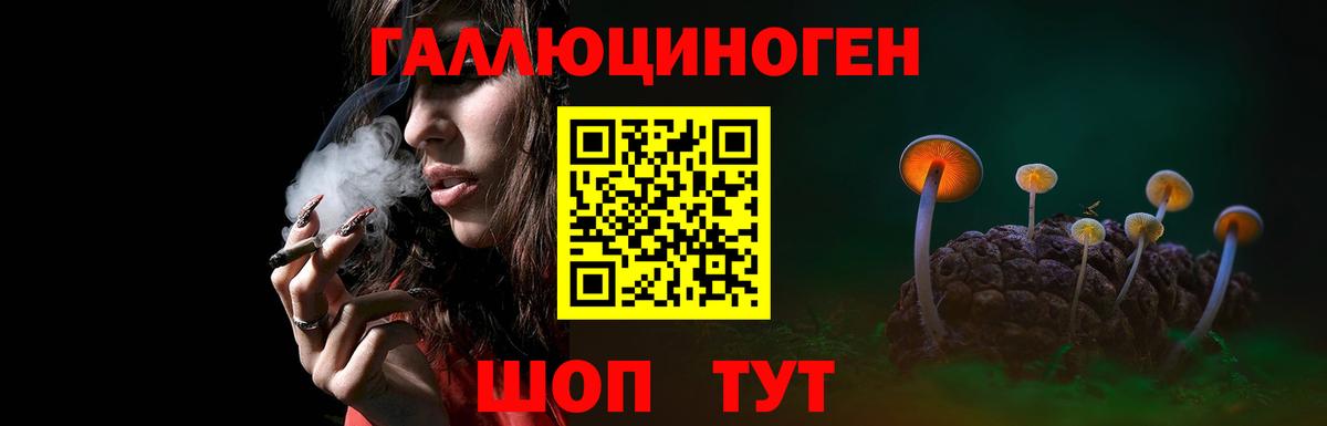 Галлюциногенные грибы Psilocybine cubensis Котовск